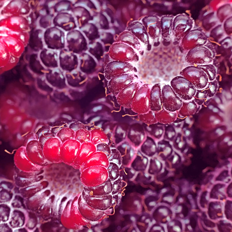 “Royalty” Purple Raspberry Alaska Fruits and Berries